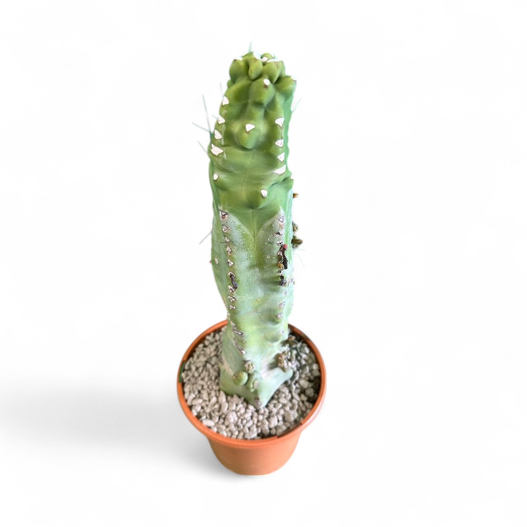 Lophocereus schotti "super" mostruoso Ø 18 cm