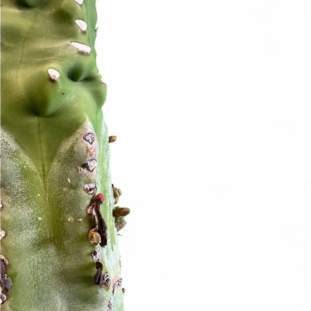 Lophocereus schotti "super" mostruoso Ø 18 cm