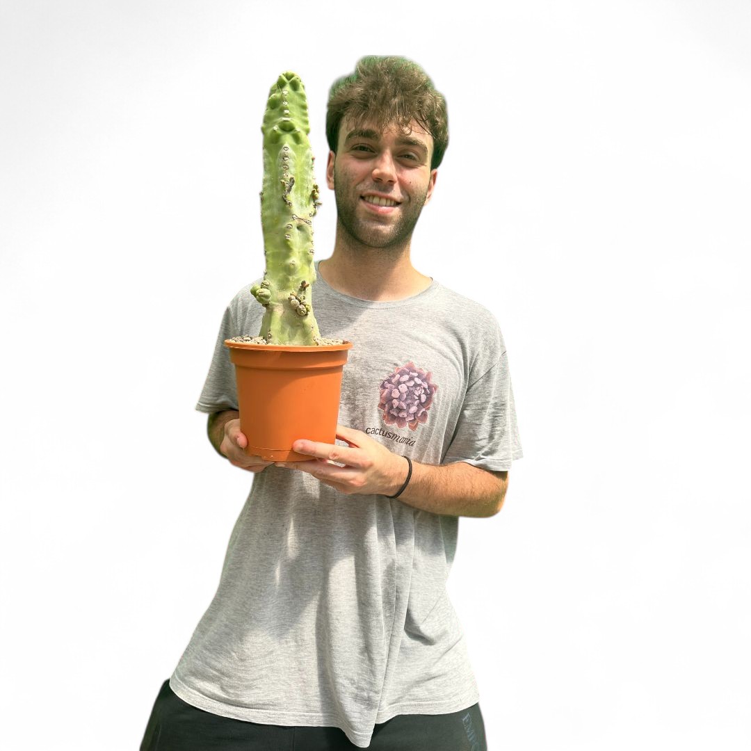 Lophocereus schotti "super" mostruoso Ø 18 cm