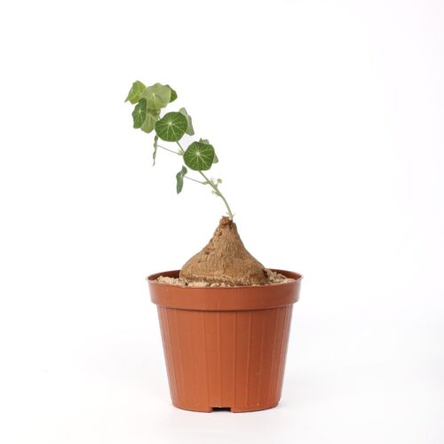 Stephania erecta Ø 12 cm