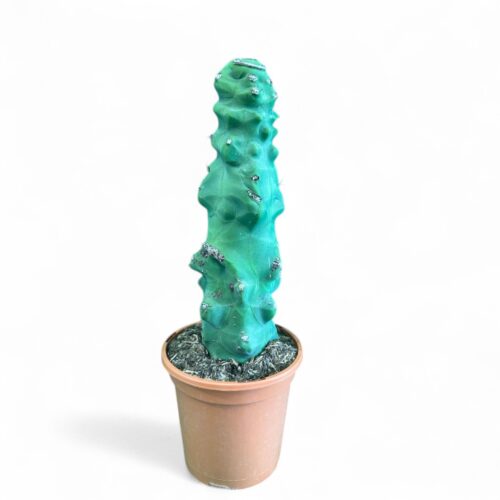 Lophocereus schotti "super" mostruoso Ø 18 cm