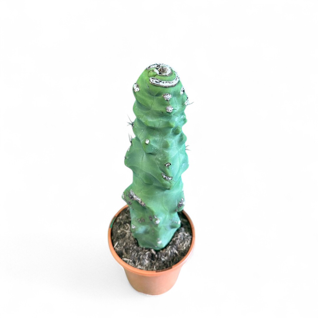 Lophocereus schotti "super" mostruoso Ø 18 cm