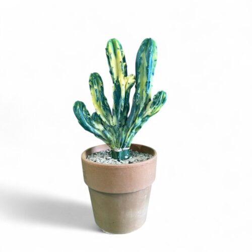 Myrtillocactus geometrizans variegato crestato Ø 14 cm