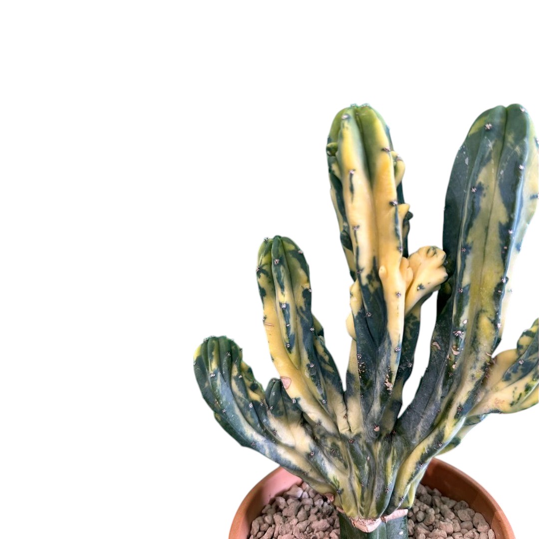 Myrtillocactus geometrizans variegato crestato Ø 14 cm
