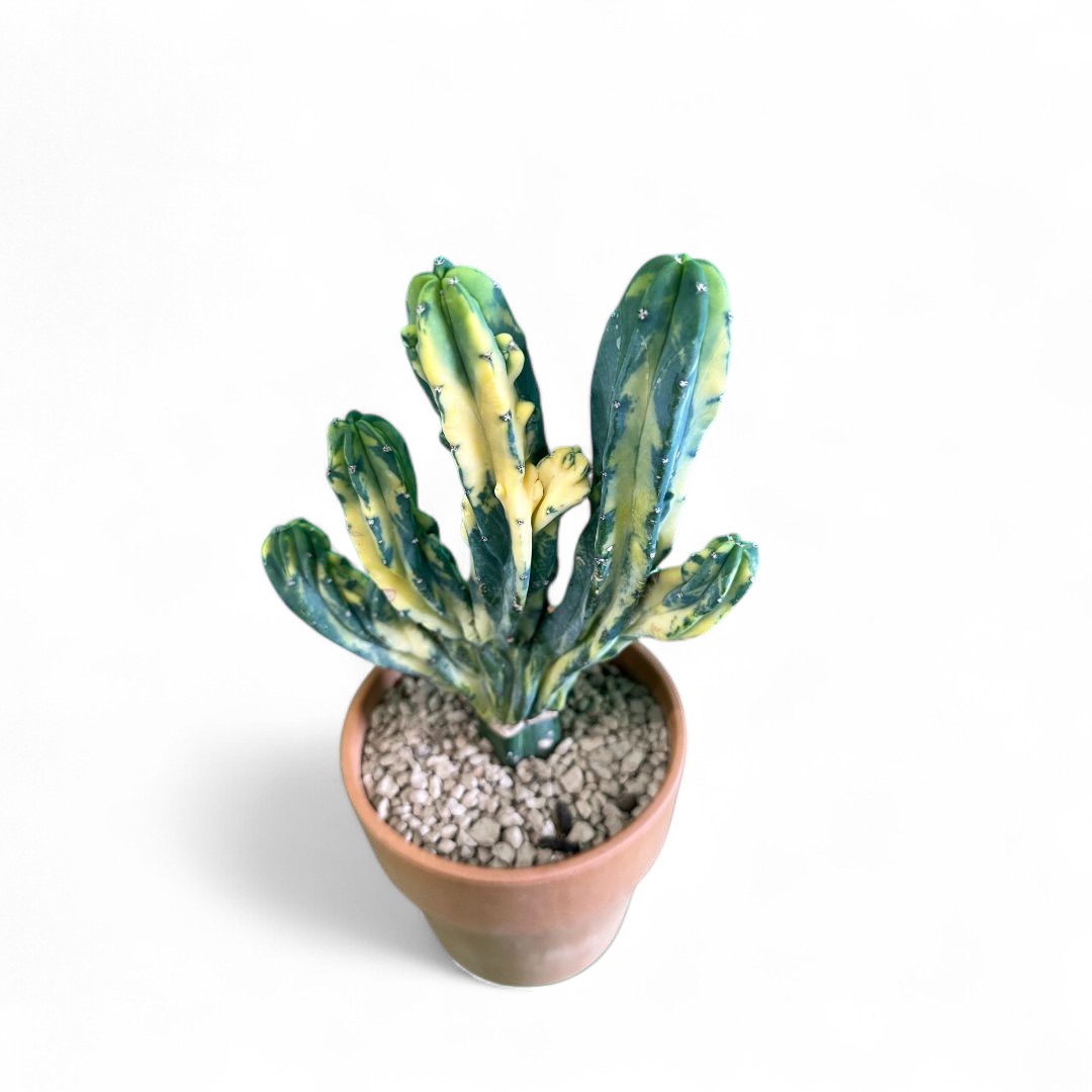 Myrtillocactus geometrizans variegato crestato Ø 14 cm