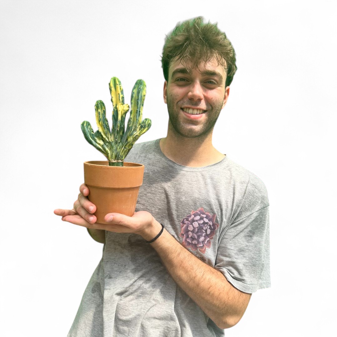 Myrtillocactus geometrizans variegato crestato Ø 14 cm