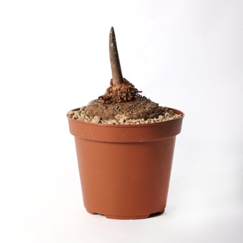 Amorphophallus paeoniifolius nicholson Ø 14 cm