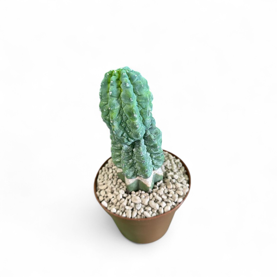 Myrtillocactus geometrizans cv. 'Glorp' Ø 12 cm
