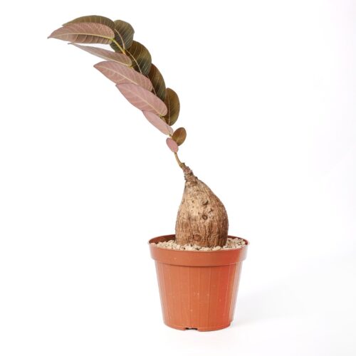 Phyllanthus mirabilis Ø 12 cm