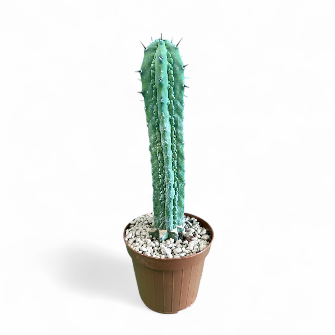 Myrtillocactus geometrizans Grecas Ø 12 cm
