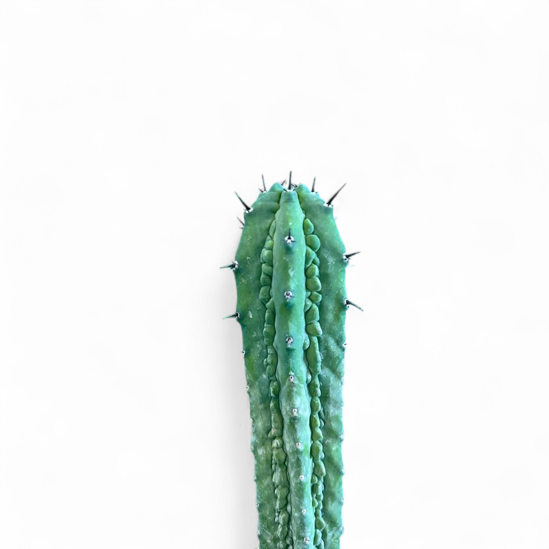 Myrtillocactus geometrizans Grecas Ø 12 cm