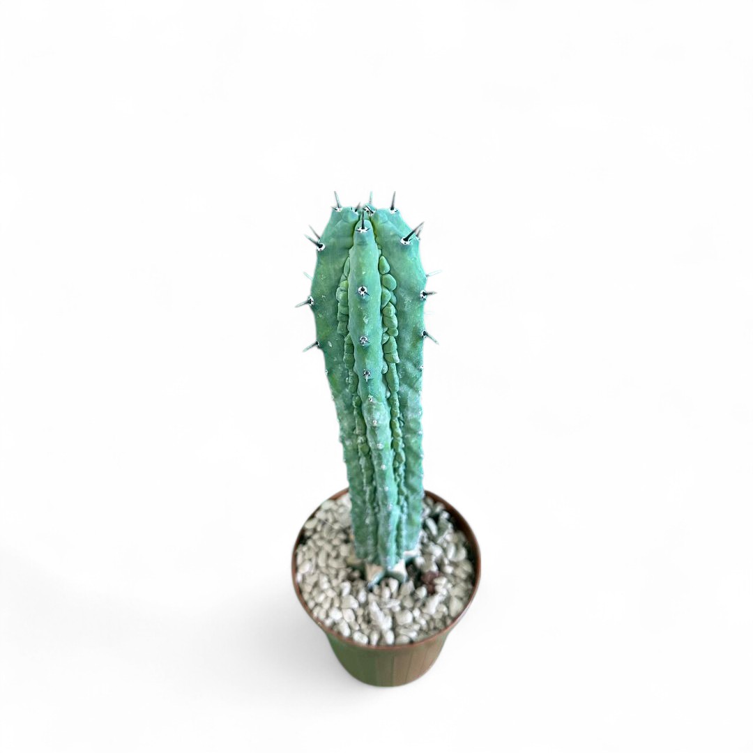 Myrtillocactus geometrizans Grecas Ø 12 cm