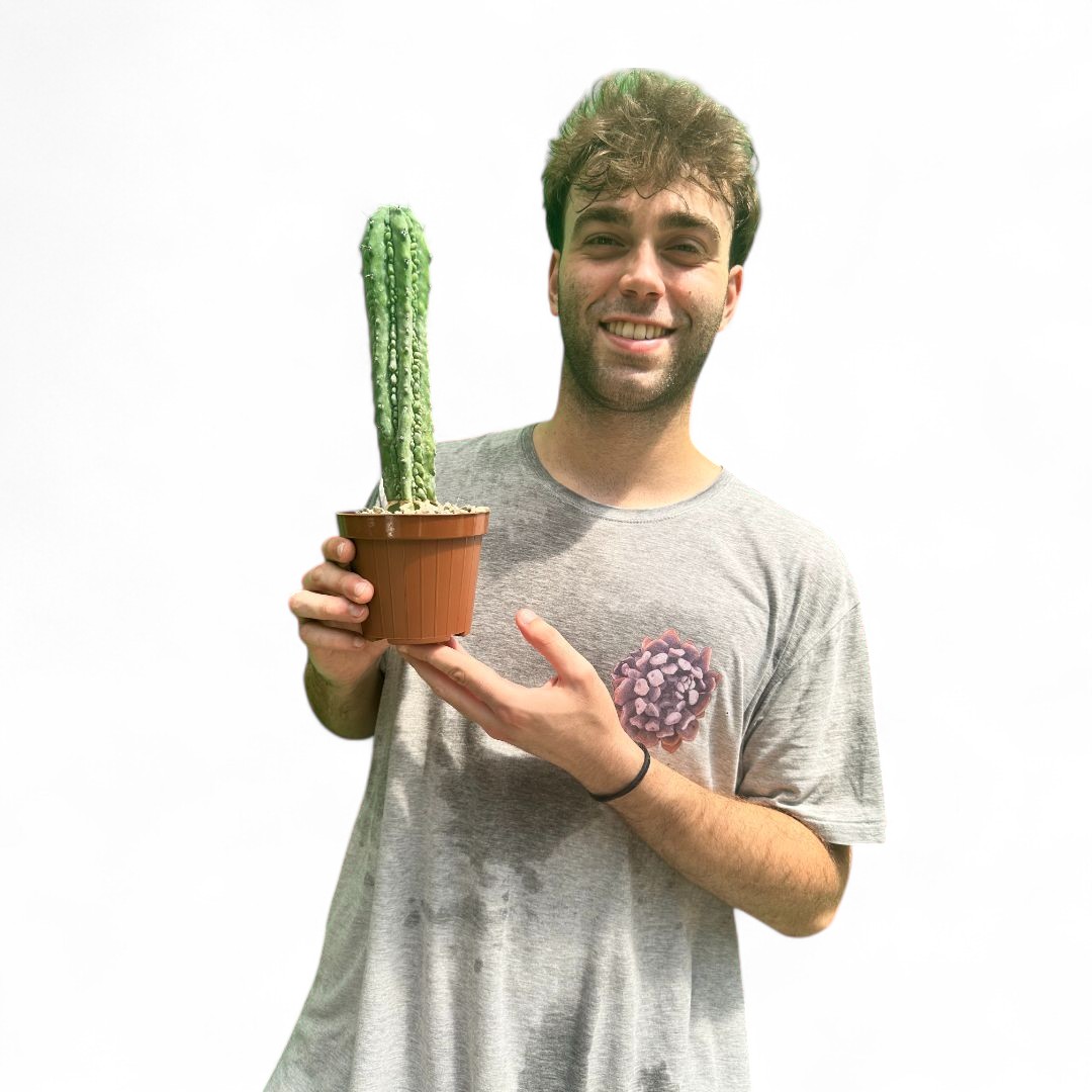 Myrtillocactus geometrizans Grecas Ø 12 cm