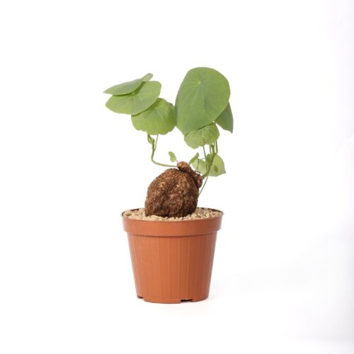 Stephania suberosa Ø 12 cm