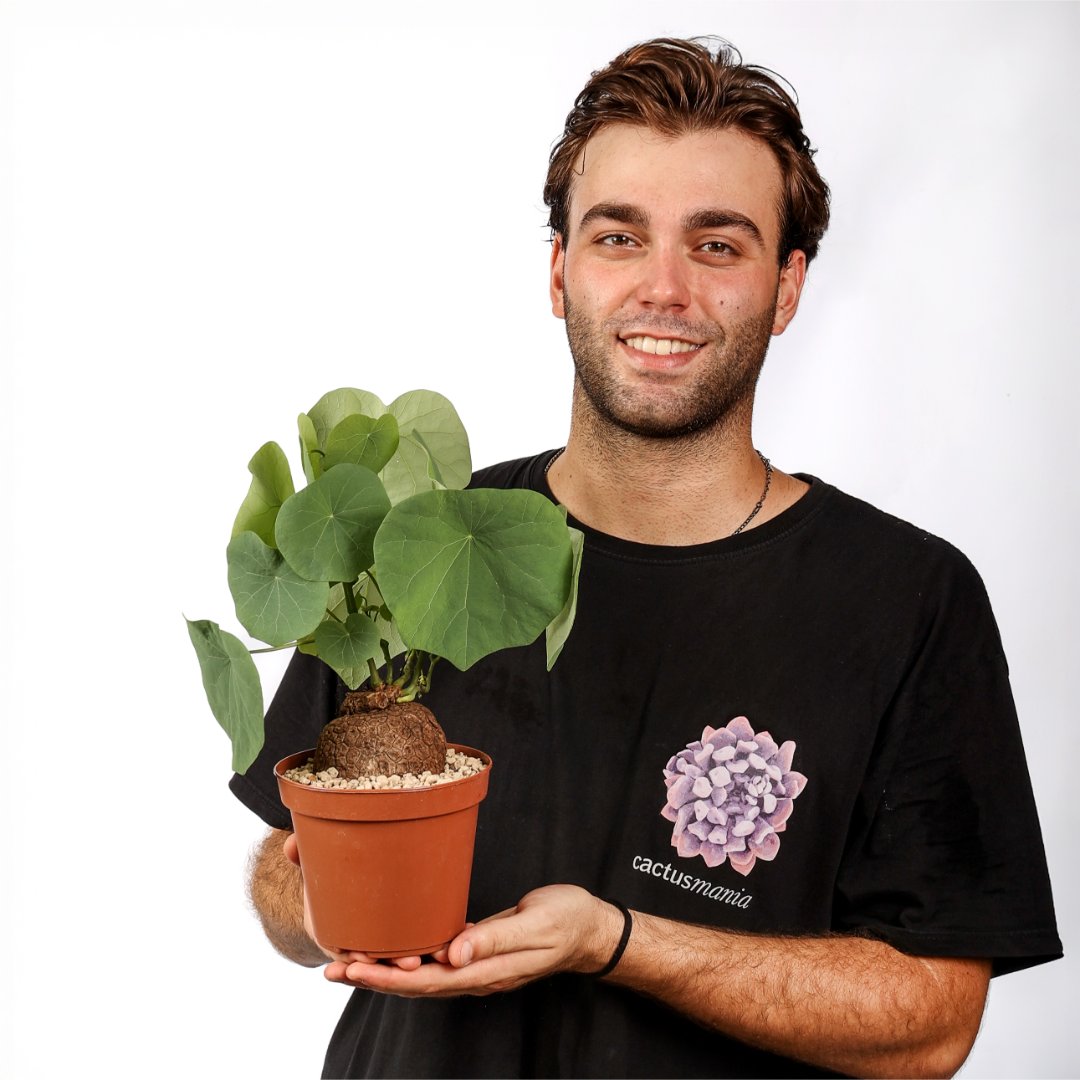 Stephania suberosa Ø 14 cm