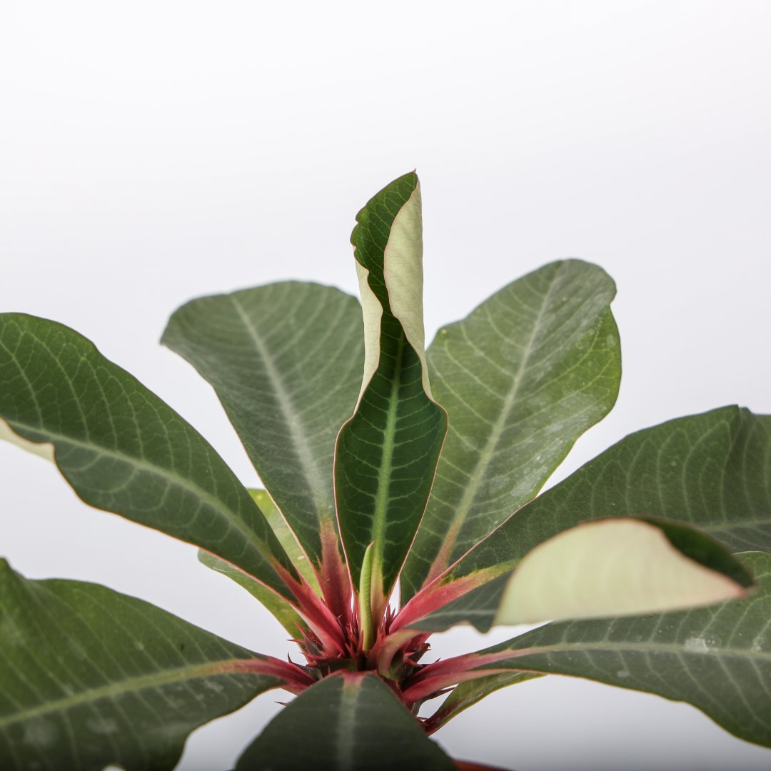 Euphorbia viguieri Ø 10,5 cm