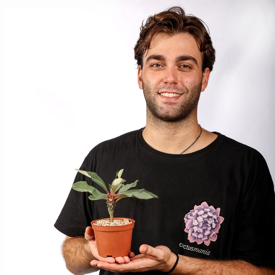 Euphorbia viguieri Ø 10,5 cm