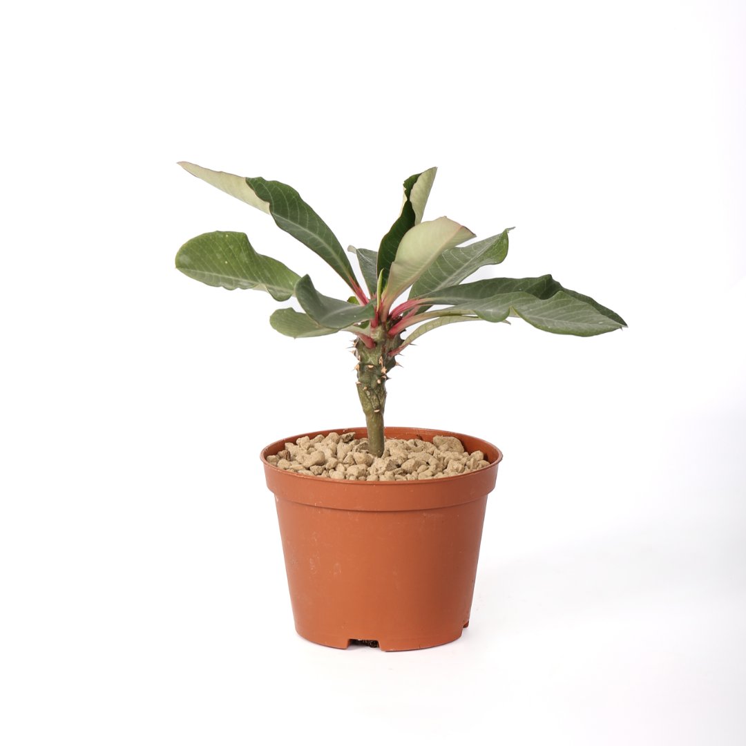 Euphorbia viguieri Ø 10,5 cm
