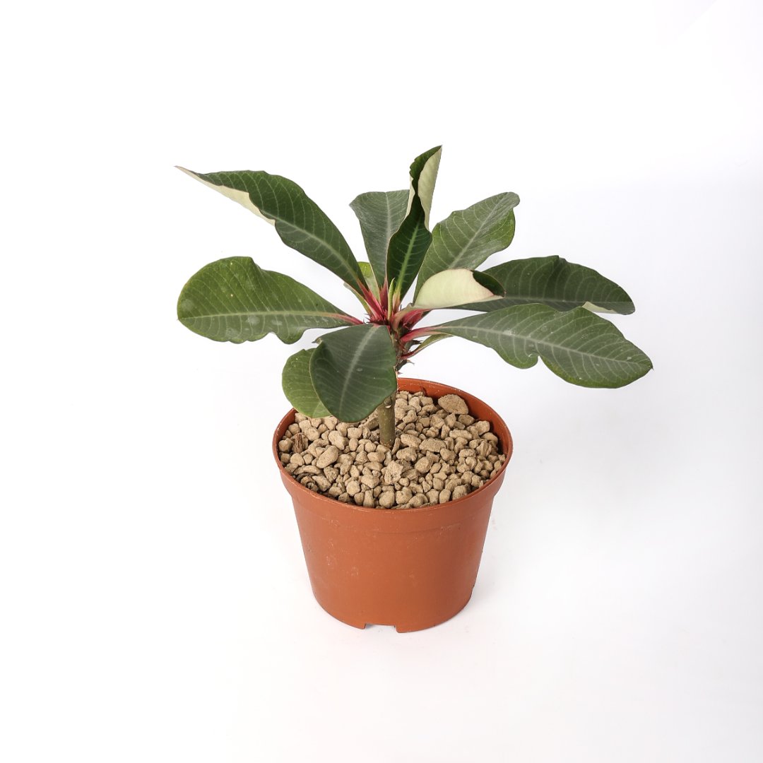 Euphorbia viguieri Ø 10,5 cm