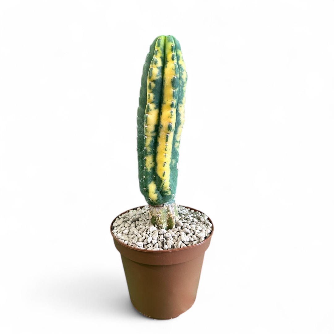 Trichocereus pachanoi variegato Ø 12 cm