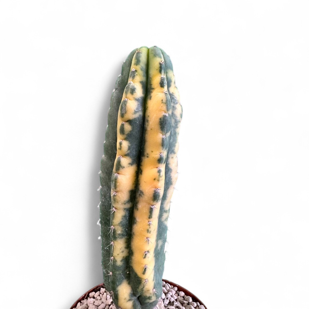 Trichocereus pachanoi variegato Ø 12 cm