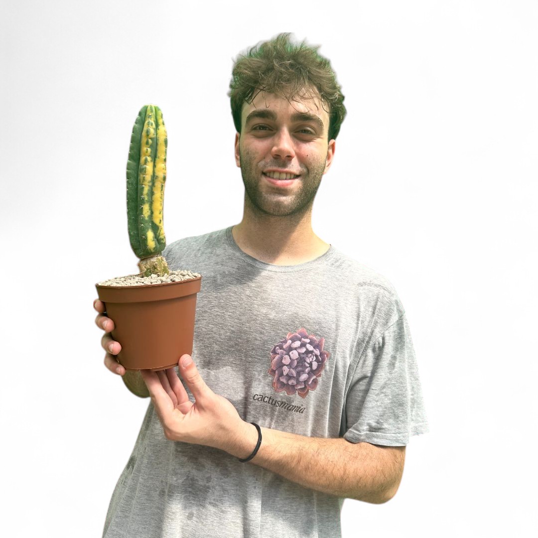Trichocereus pachanoi variegato Ø 12 cm