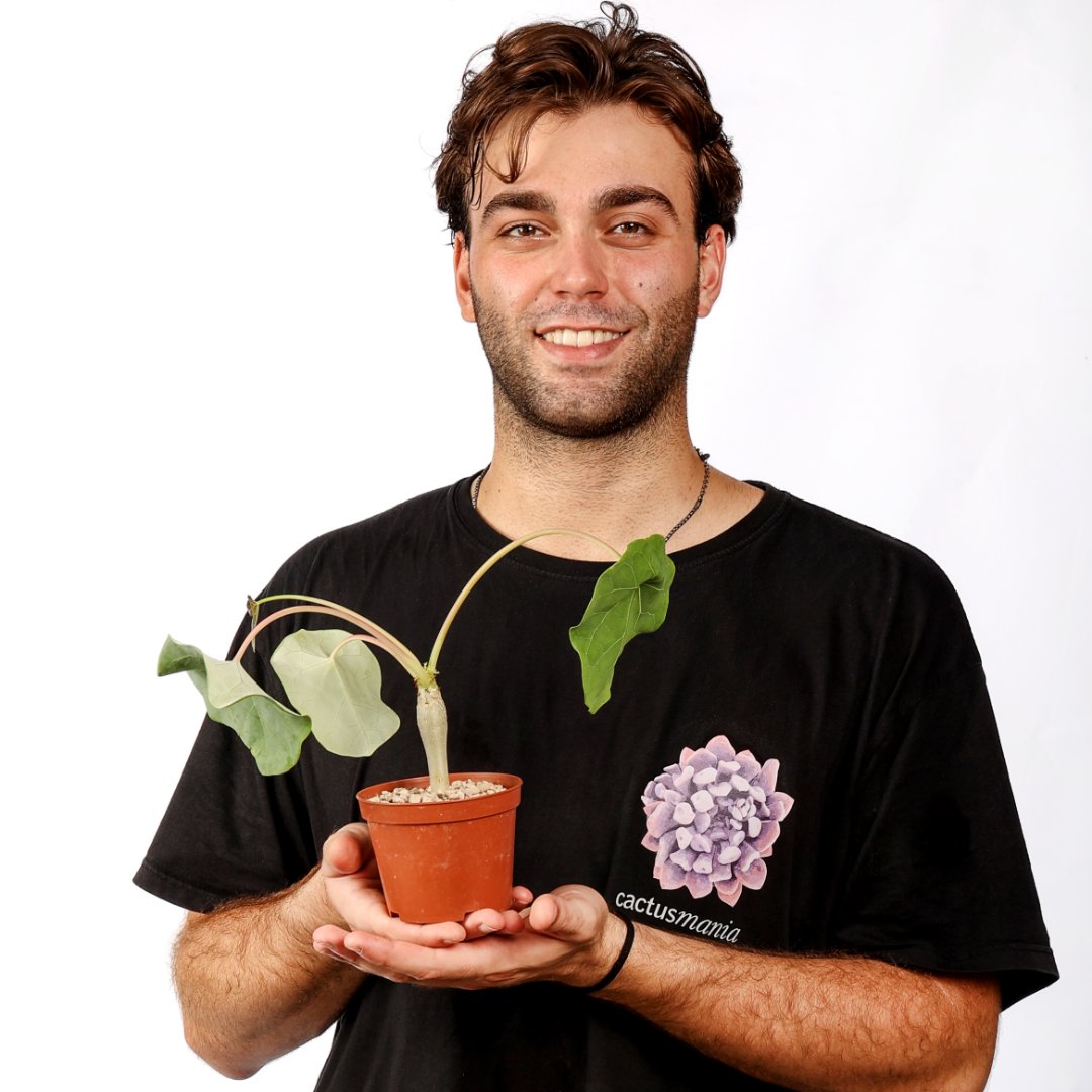 Jatropha podagrica Ø 10,5 cm