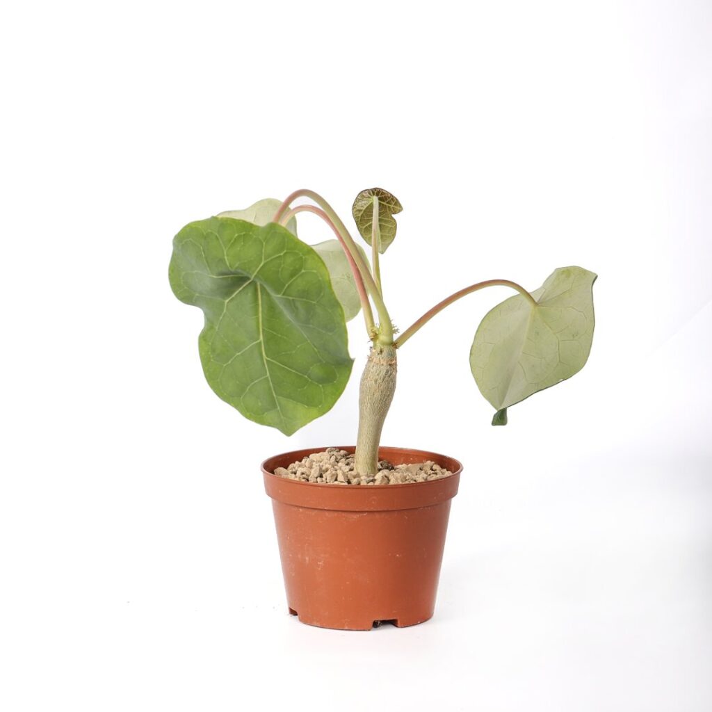 Jatropha podagrica Ø 10,5 cm