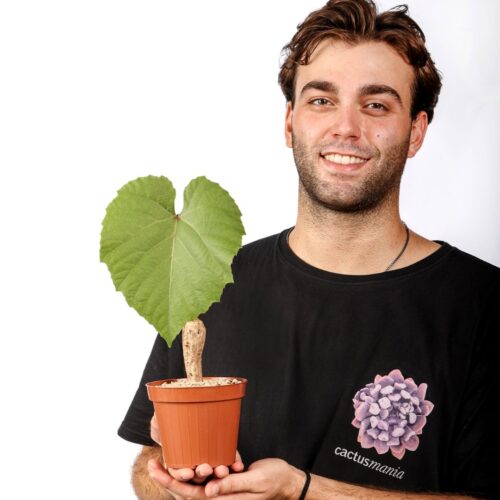 Ampelocissus Ø 12 cm