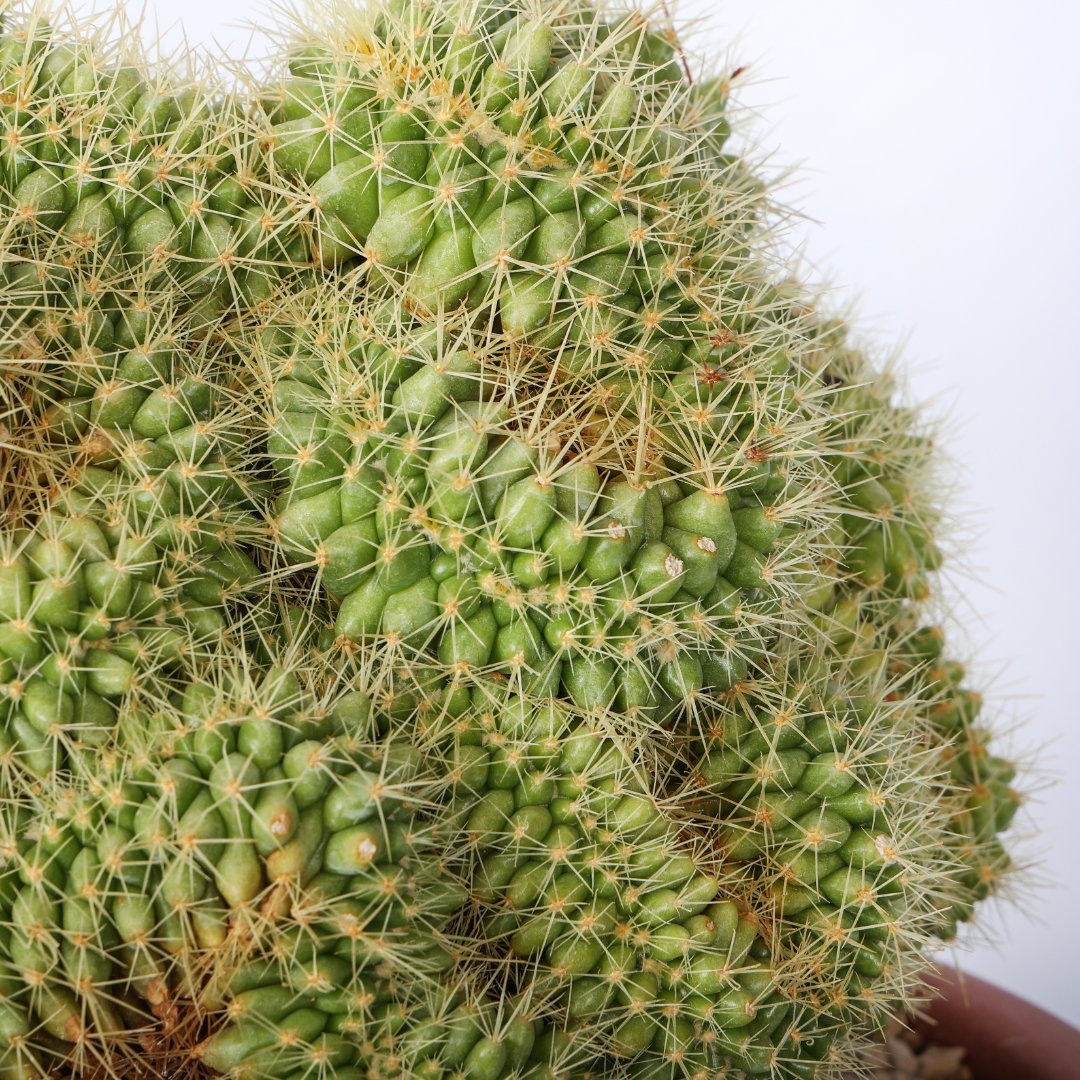 Echinocactus grusonii crestato Ø 35 cm