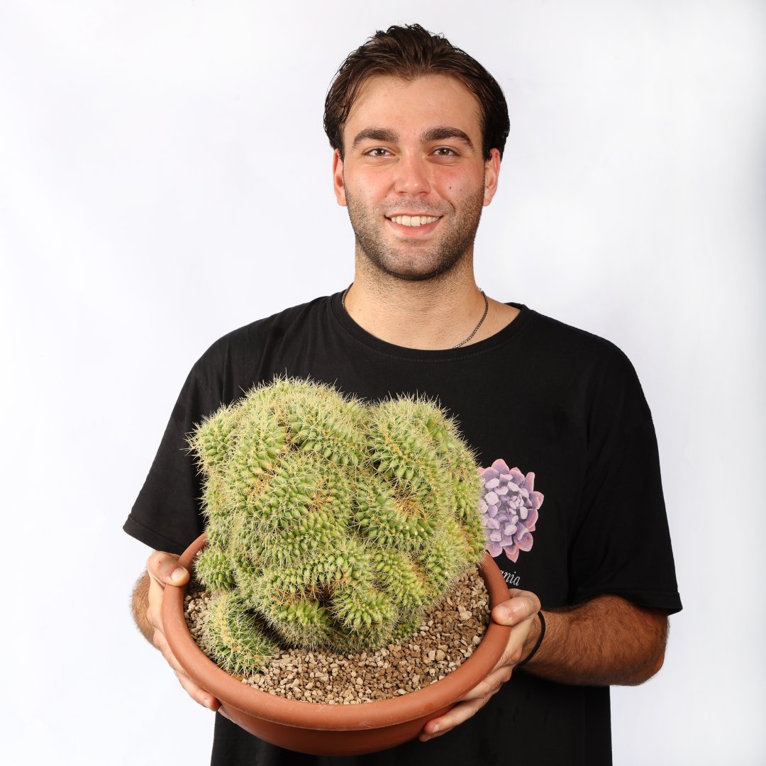 Echinocactus grusonii crestato Ø 35 cm