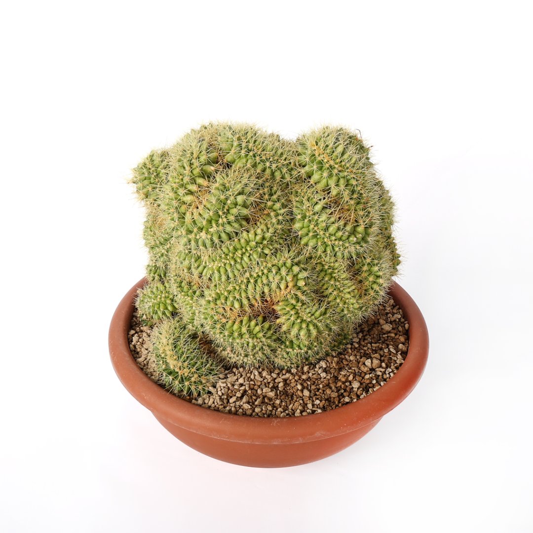 Echinocactus grusonii crestato Ø 35 cm