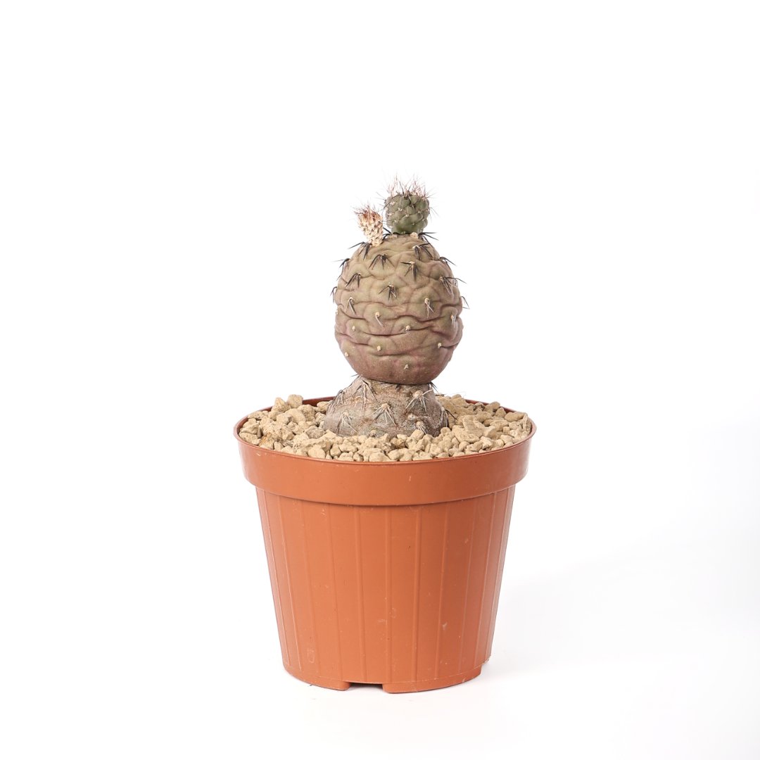 Tephrocactus geometricus 'Pink' 2 palle Ø 12 cm