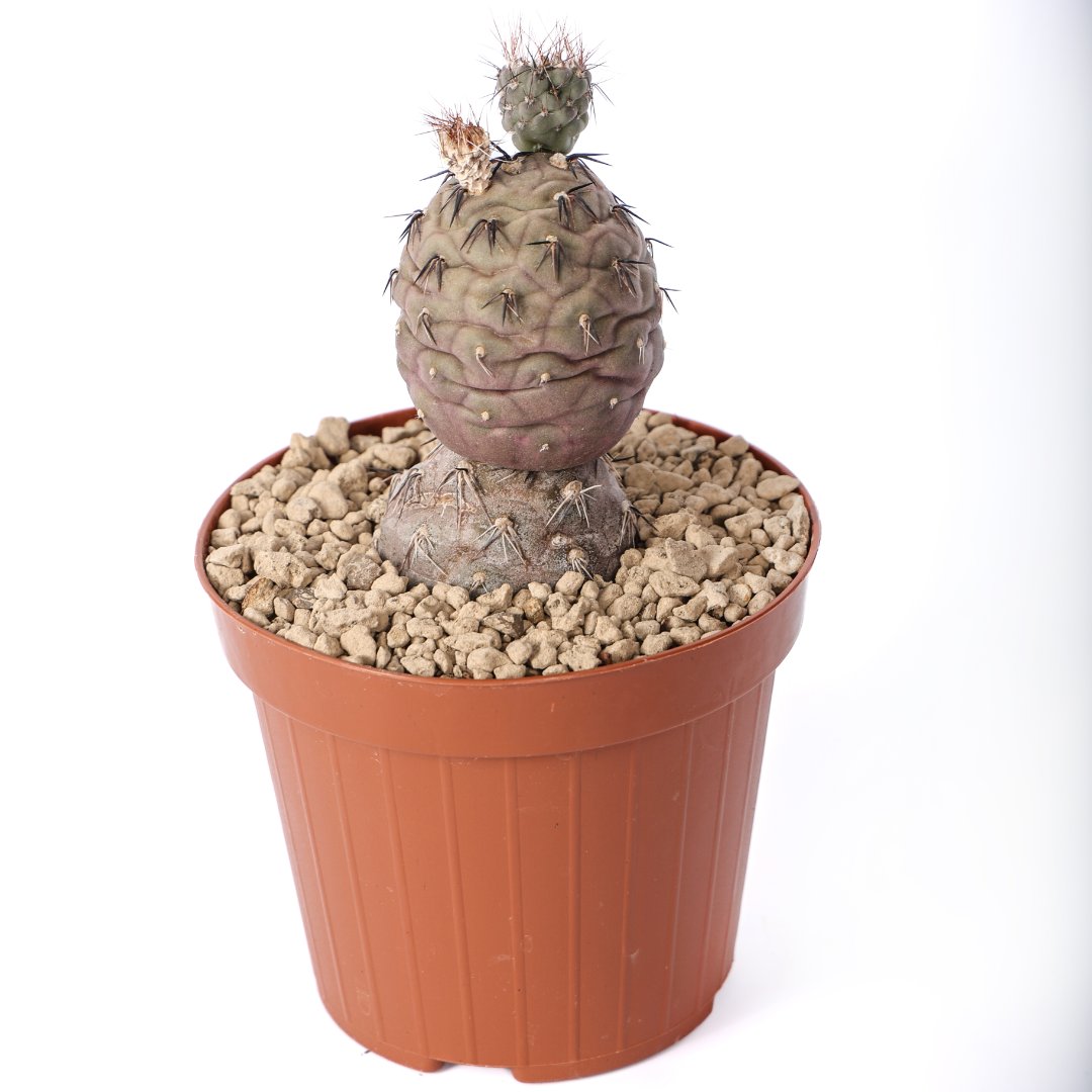 Tephrocactus geometricus 'Pink' 2 palle Ø 12 cm
