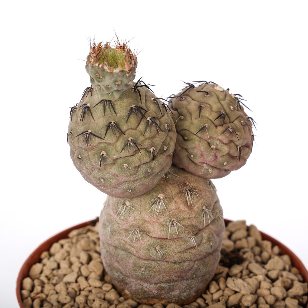 Tephrocactus geometricus 'Pink' 3 palle Ø 12 cm