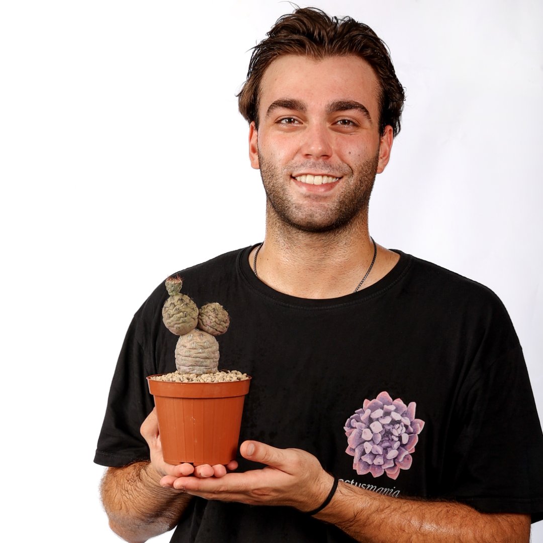 Tephrocactus geometricus 'Pink' 3 palle Ø 12 cm