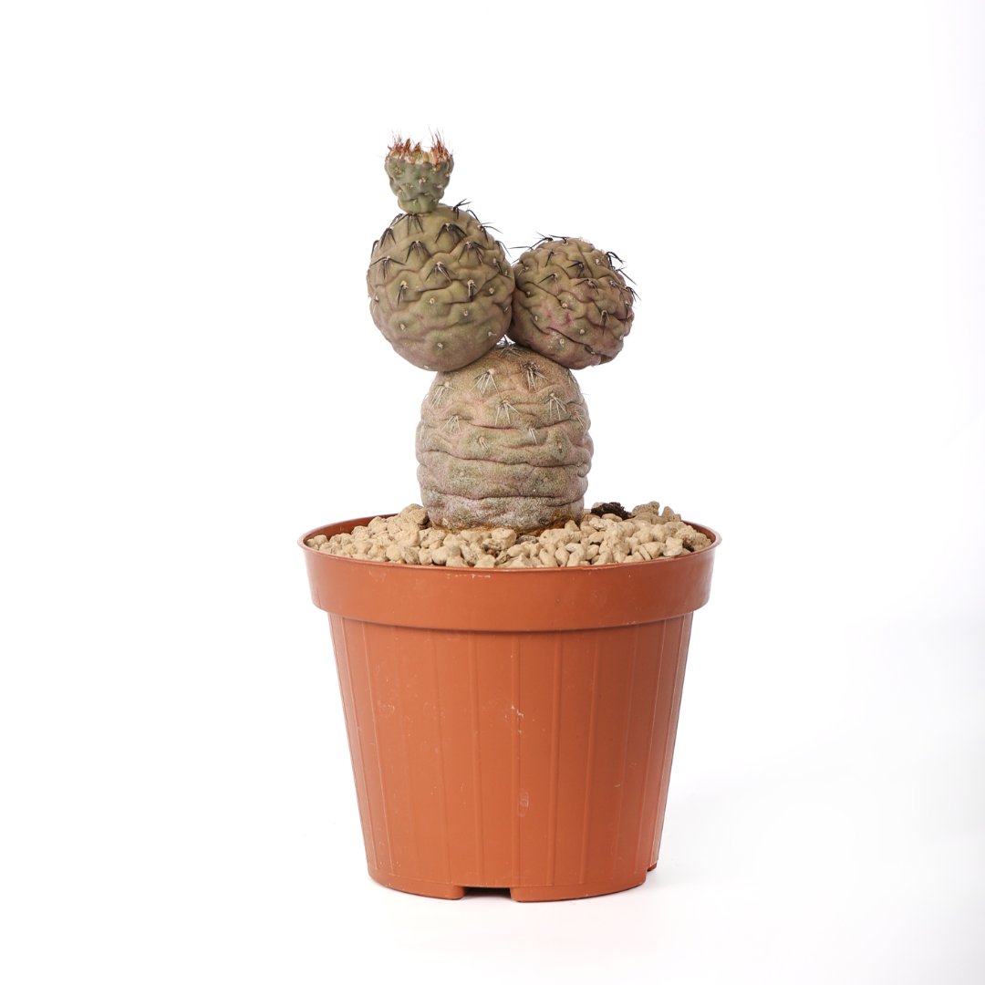 Tephrocactus geometricus 'Pink' 3 palle Ø 12 cm