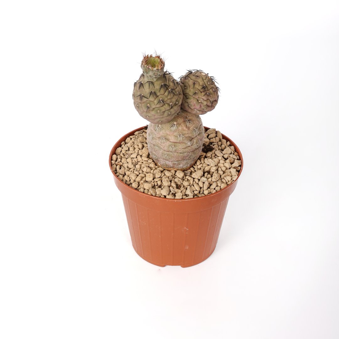 Tephrocactus geometricus 'Pink' 3 palle Ø 12 cm