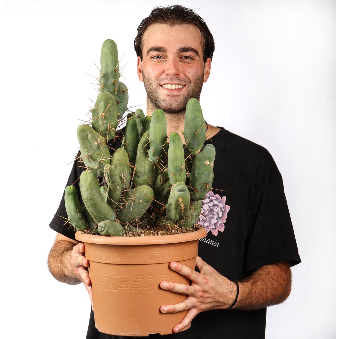 Trichocereus bridgesii Ø 30 cm