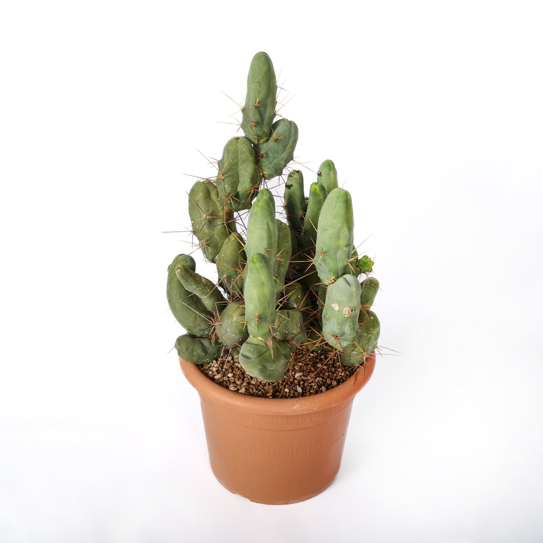 Trichocereus bridgesii Ø 30 cm