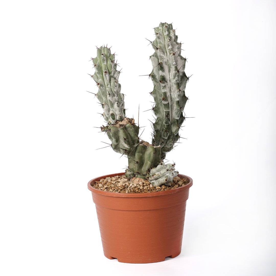 Stenocereus beneckei Ø 20 cm