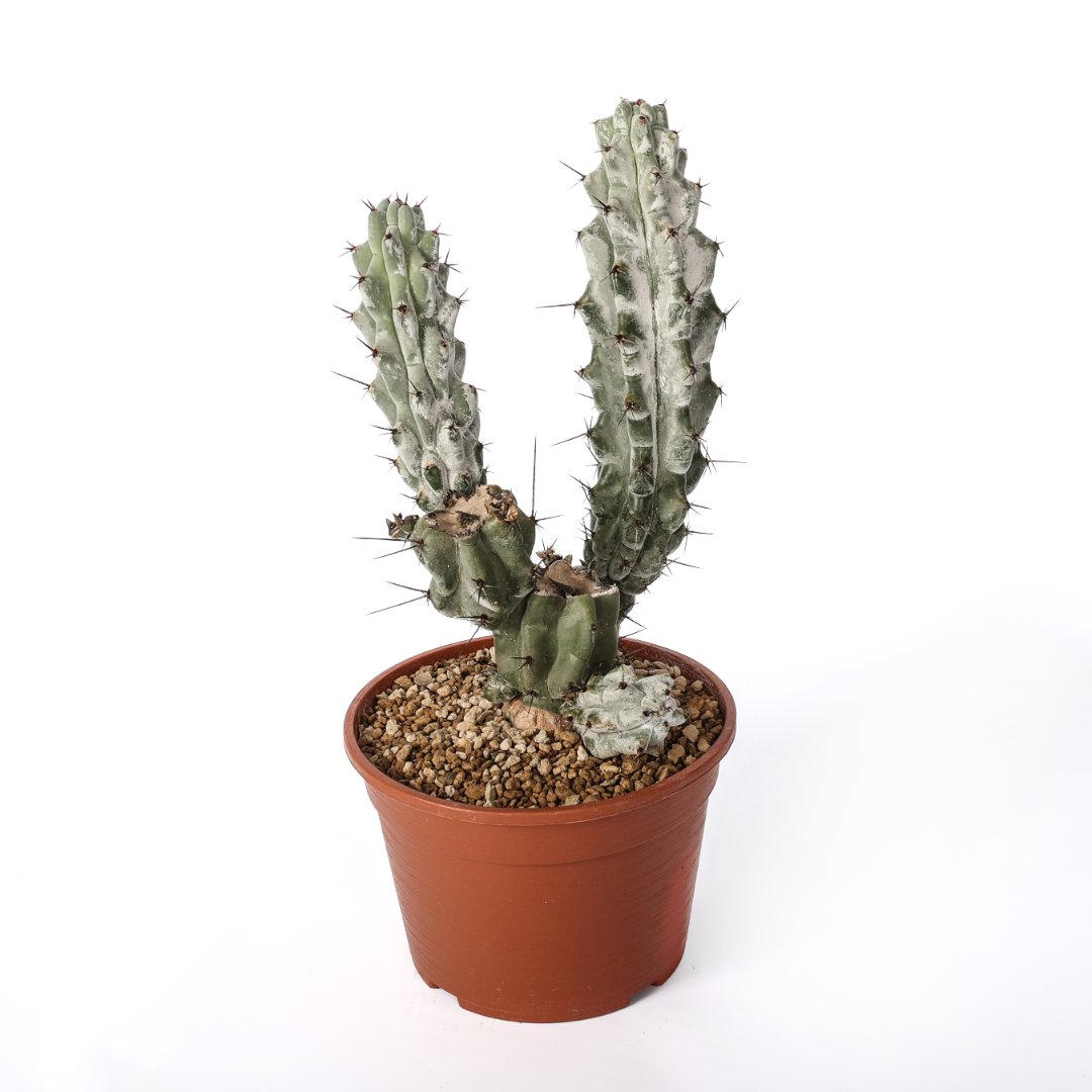 Stenocereus beneckei Ø 20 cm
