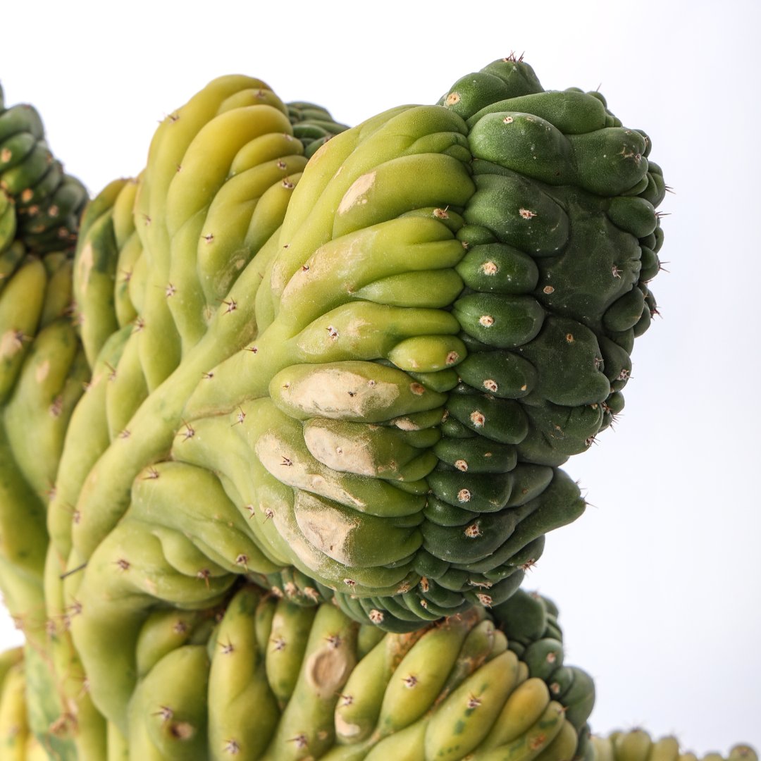 Trichocereus pachanoi crestato variegato Ø 25 cm