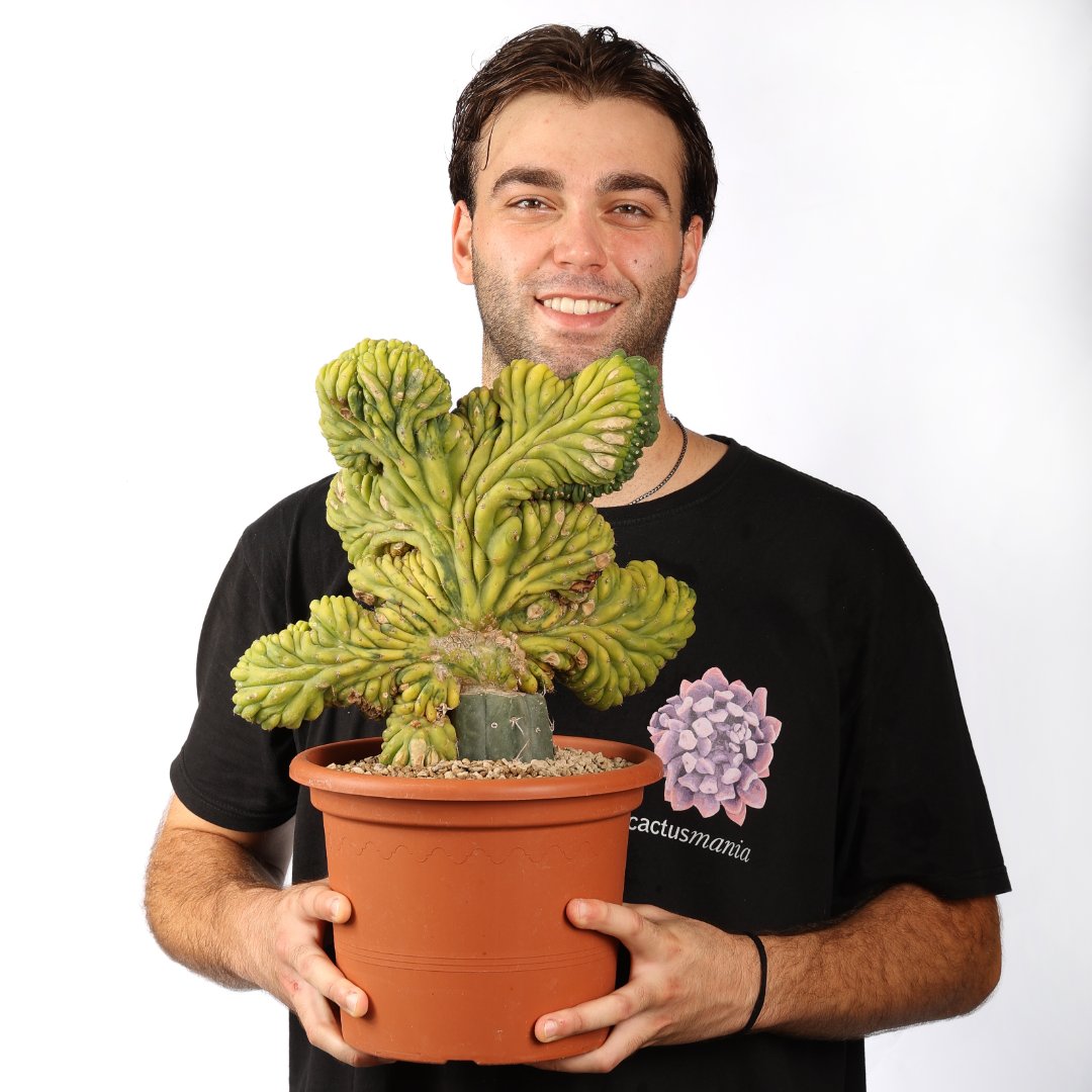 Trichocereus pachanoi crestato variegato Ø 25 cm