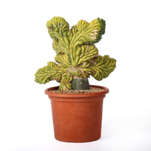 Trichocereus pachanoi crestato variegato Ø 25 cm