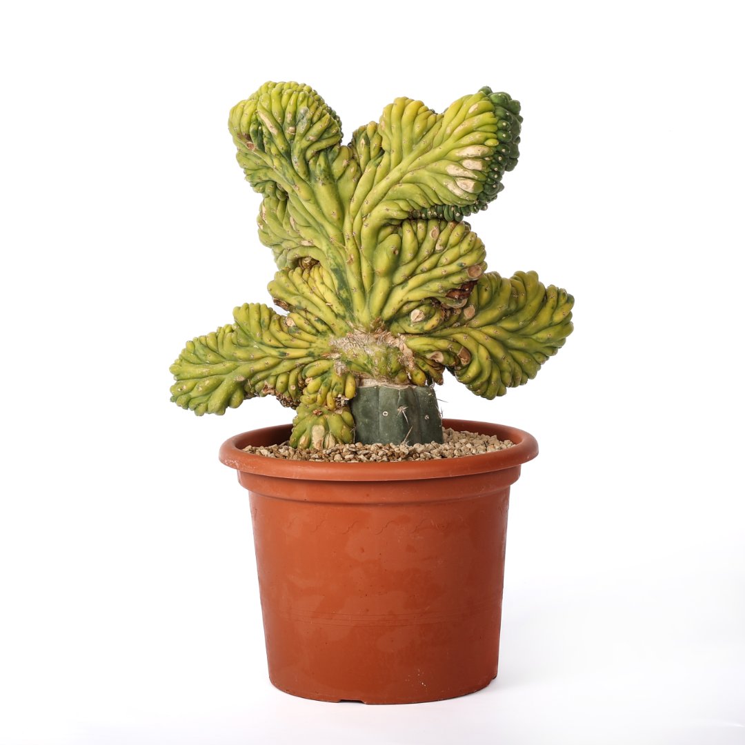 Trichocereus pachanoi crestato variegato Ø 25 cm