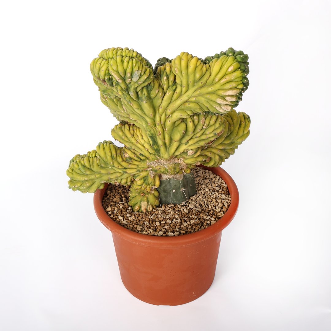 Trichocereus pachanoi crestato variegato Ø 25 cm