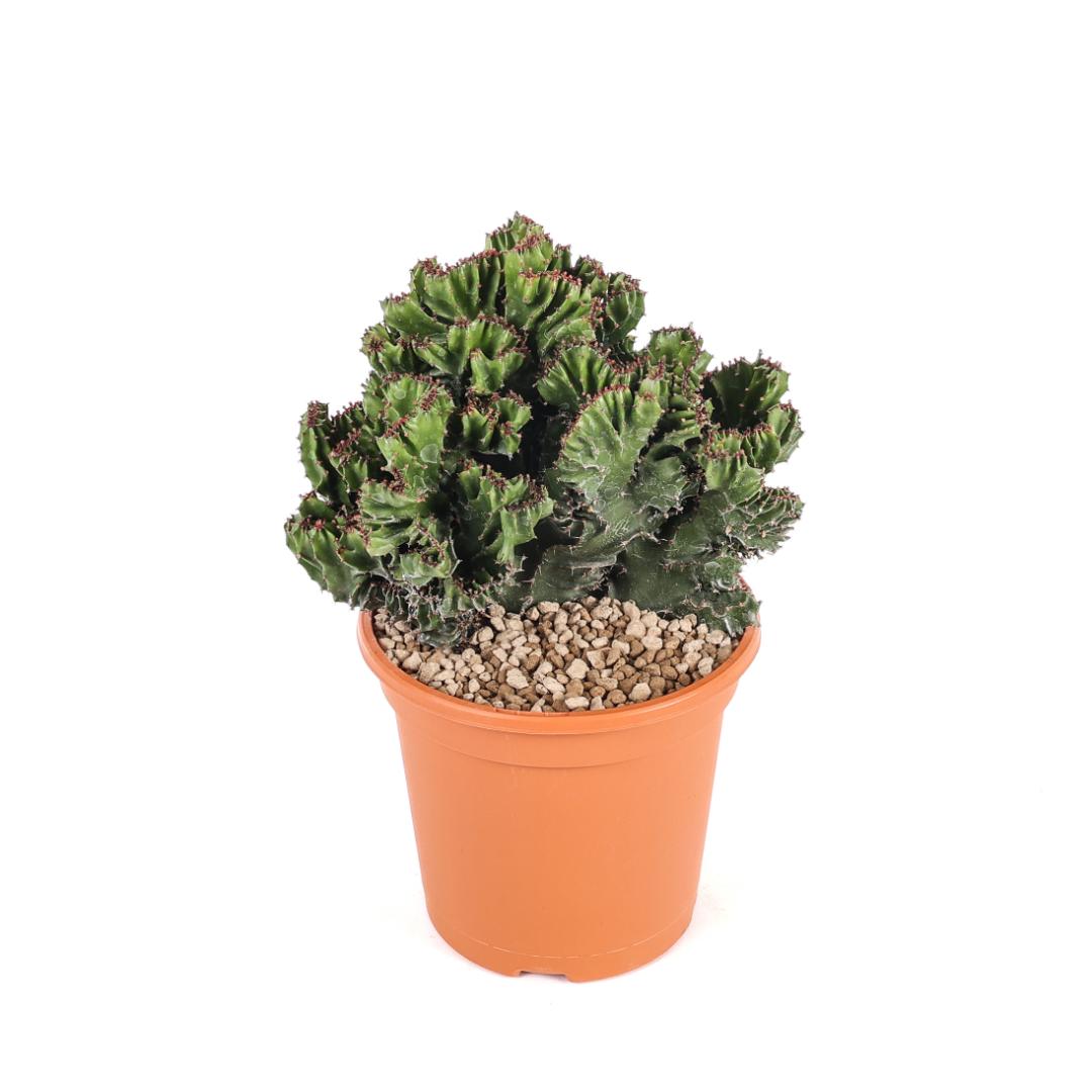 Euphorbia triangularis crestata Ø 17