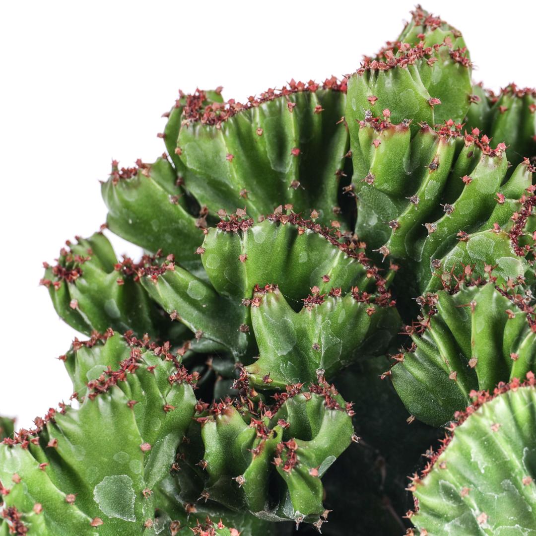 Euphorbia triangularis crestata Ø 17