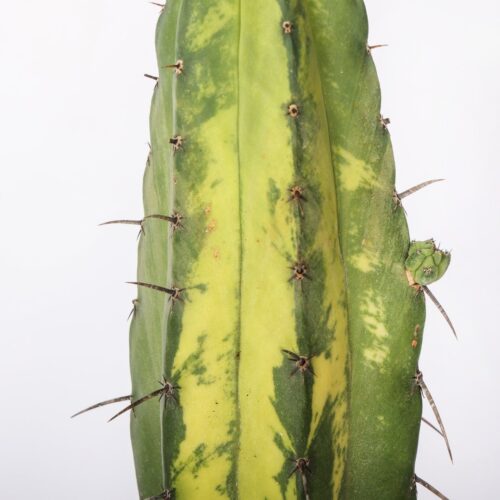Polaskia chichipe variegata Ø 20 cm